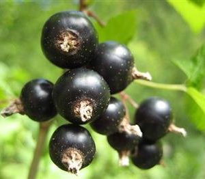 Cassissier 'Géant de Boskoop'