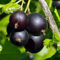 Cassissier 'Noir de Bourgogne'