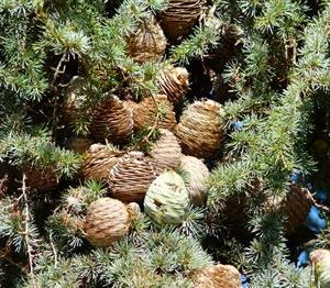 Cèdre bleu de l'Atlas