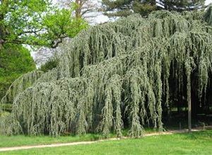 Cèdre bleu de l'Atlas pleureur