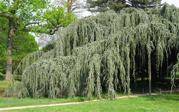 Cèdre bleu de l'Atlas pleureur