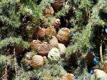 Cèdre bleu de l'Atlas