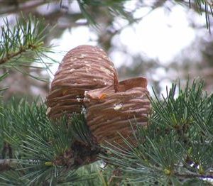 Cèdre de l'Himalaya, Deodar