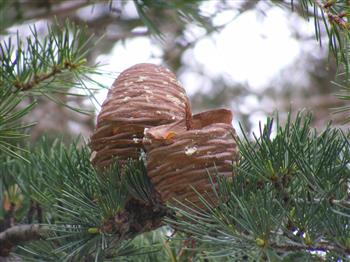 Cèdre de l'Himalaya, Deodar