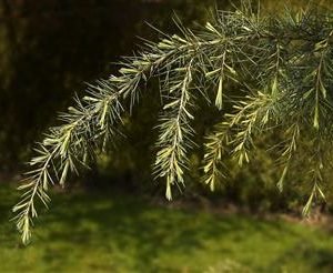 Cèdre de l'Himalaya doré
