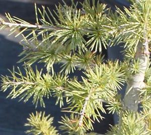 Cèdre de l'Himalaya 'golden horizon'