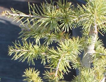 Cèdre de l'Himalaya 'golden horizon'