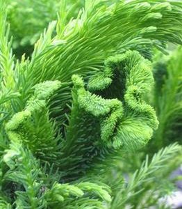 Cèdre du Japon 'Cristata'