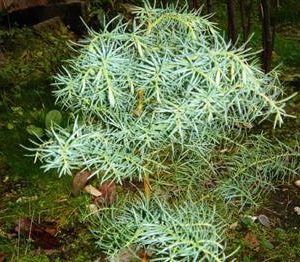 Cèdre du Japon 'Elegans Viridis'