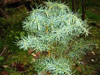 Cèdre du Japon 'Elegans Viridis'