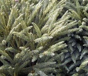 Cèdre du japon 'Globosa nana'