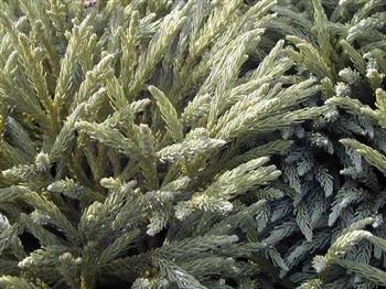 Cèdre du japon 'Globosa nana'