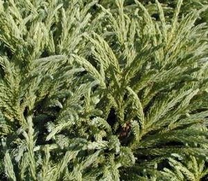 Cèdre du japon 'Vilmoriniana'