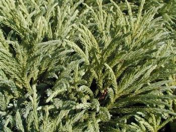 Cèdre du japon 'Vilmoriniana'