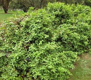 Chèvrefeuille de Henry