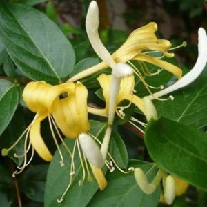 Chèvrefeuille du Japon "Halliana"