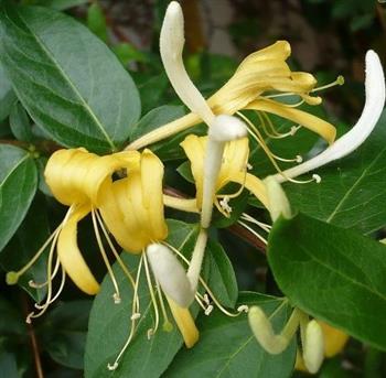 Chèvrefeuille du Japon "Halliana"