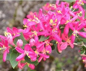 Chèvrefeuille "Hacks Red"