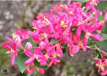 Chèvrefeuille "Hacks Red"