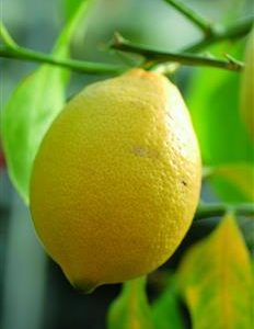 Citronnier '4 saisons'