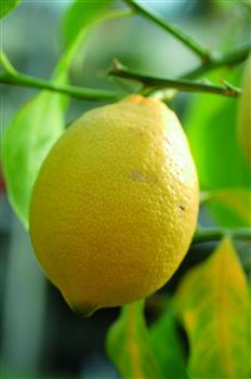 Citronnier '4 saisons'