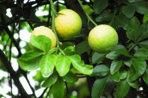 Citronnier épineux, poncirus trifoliata