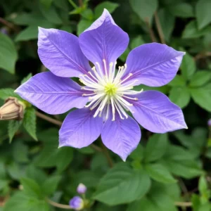 Clématite à grandes fleurs "perle d'azur"