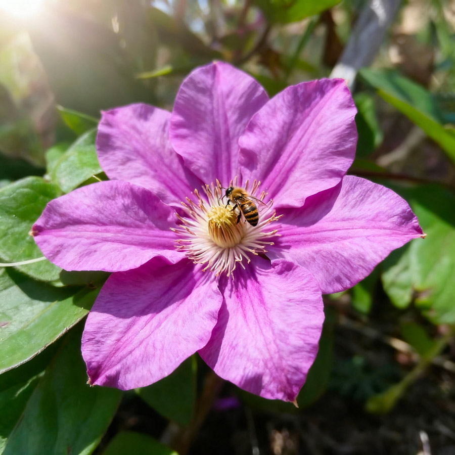 Clématite à grandes fleurs "Bees Julibee"