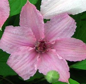 Clématite à grandes fleurs "Hagley Hybrid"