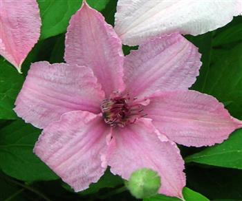 Clématite à grandes fleurs "Hagley Hybrid"