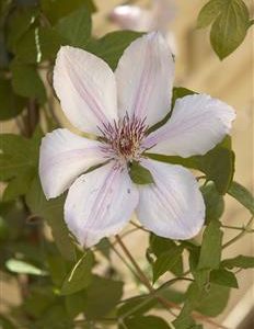 Clématite à grandes fleurs "Jean Paul II"
