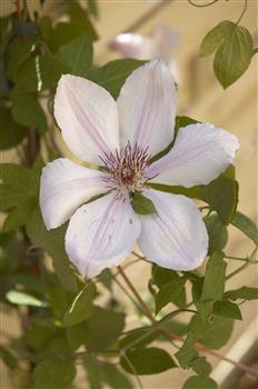 Clématite à grandes fleurs "Jean Paul II"