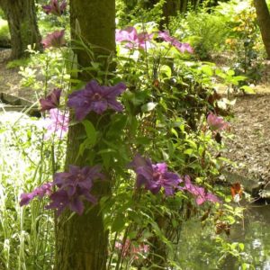 Clématite à grandes fleurs "Kacper"