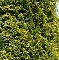 Cyprès de Lawson 'Stardust'