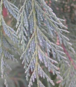 Cyprès de Nootka bleu