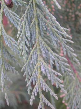 Cyprès de Nootka bleu