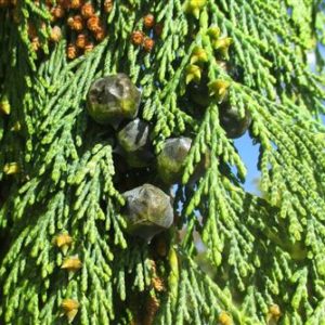 Cyprès de Nootkta pleureur