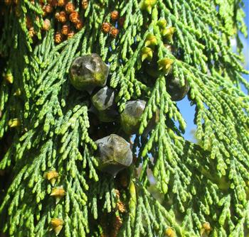 Cyprès de Nootkta pleureur