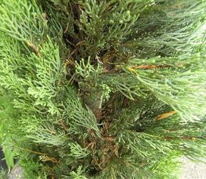 Cyprès de Provence 'Totem', Arbre de bienvenue