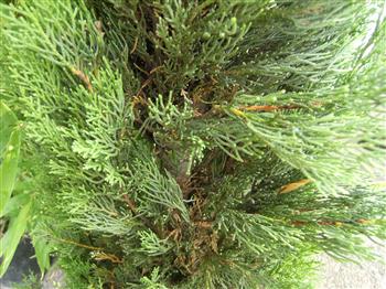 Cyprès de Provence 'Totem', Arbre de bienvenue