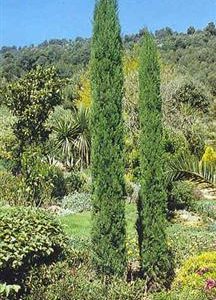 Cyprès de Provence fastigié
