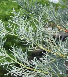 Cyprès de l'Arizona fastigié