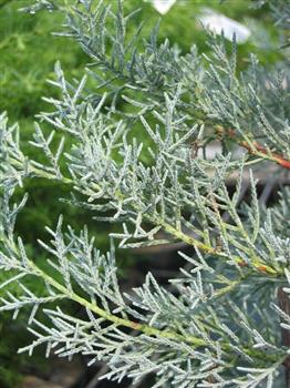 Cyprès de l'Arizona fastigié