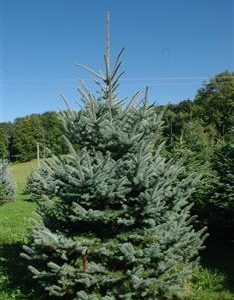 Epicéa du Colorado Koster, sapin bleu