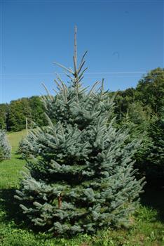 Epicea bleu du Colorado, sapin bleu
