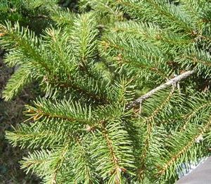 Epicea commun, sapin de noël