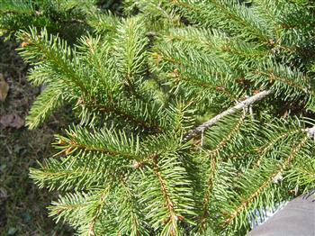 Epicea commun, sapin de noël