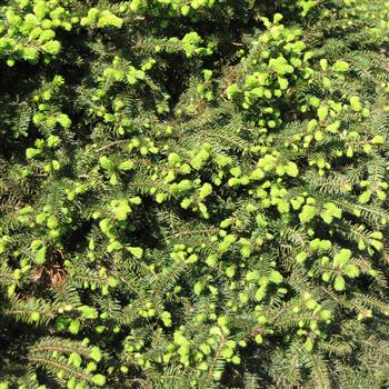 Epicea nain 'Maxwellii'