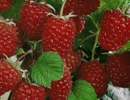 Framboisier 'Malling Promise'
