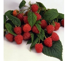 Framboisier remontant 'Héritage'